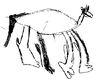 Drawing of llama.