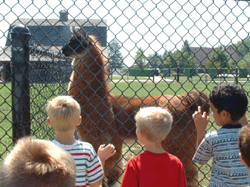 The children visited the llamas at the fence.