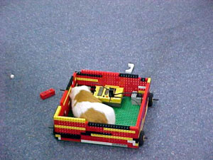 Figure 11. Sparkle the guinea pig takes a ride in her Logo-programmed vehicle (Head Start site: Study 3).