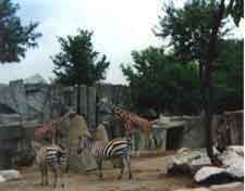 Figure 1. Photograph of zebras and giraffes by 12-year-old.