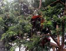Figure 3. Photograph of red pandas by 11-year-old