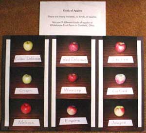 pictures on wall of all apples tasted