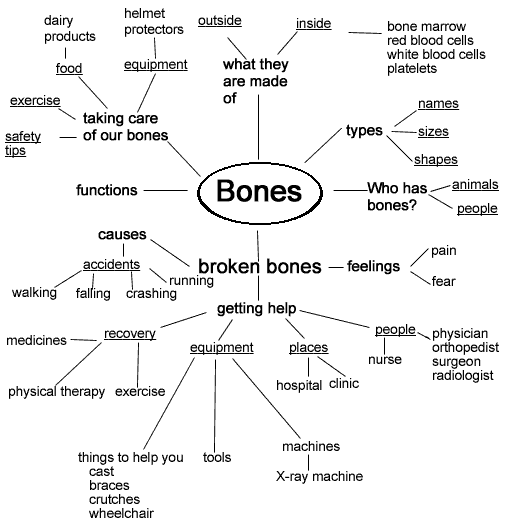A topic web about bones based on the children's conversations.