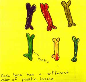 Some children predicted that "Each bone has a different color of plastic inside."
