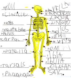 The children labeled a diagram of a skeleton.