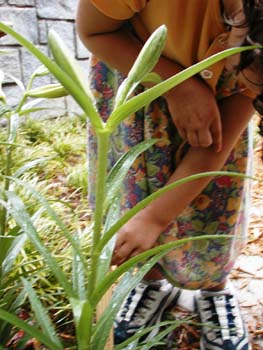 Figures 24-26. Danielle extends the ruler with her hand and arm to measure the lily.
