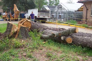 Figure 9. Men from Facility Services begin to clean up the trees that fell because of the hurricane.